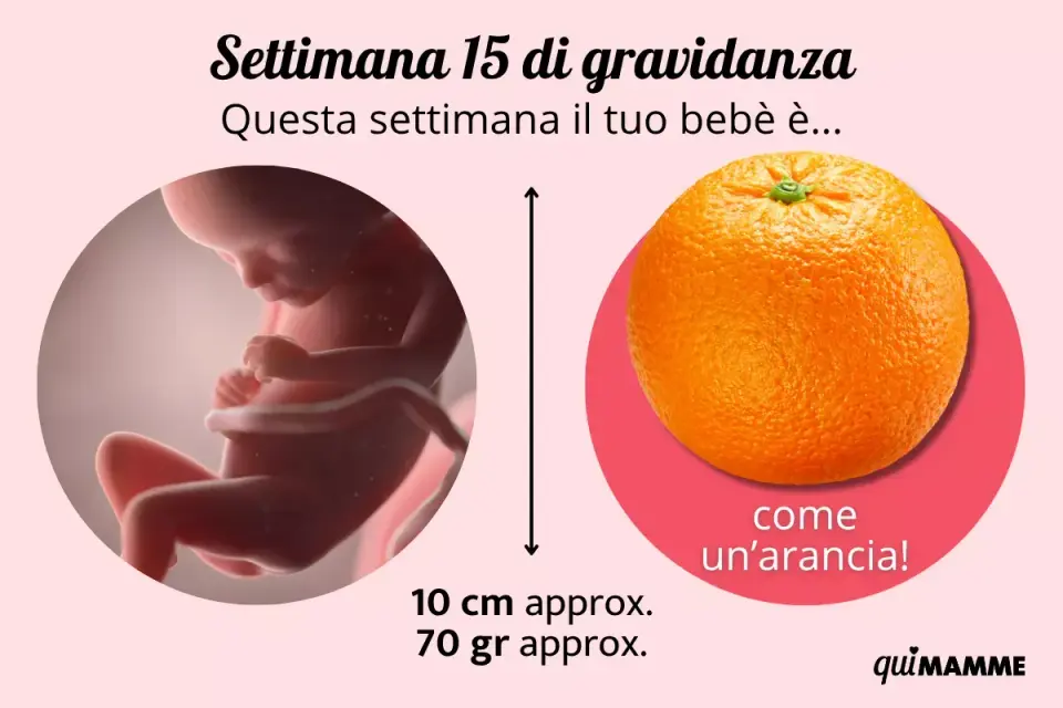 15 settimane di gravidanza - Sviluppo, sintomi e cosa sapere